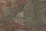 Silurian Fossil Crinoid (Scyphocrinites) Plate - Morocco #230250-1